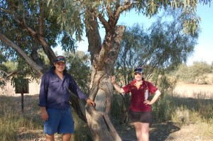 The Burke & Wills Tree outside Birdsville