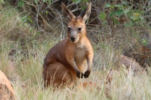 The Valley of the Winds Walk
