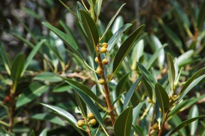 Native Fig at base of Uluru