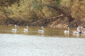 Pelicans on the Barcoo